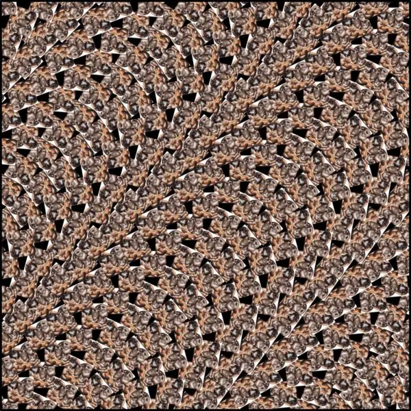 12944358188509700193 2048 1.jpeg